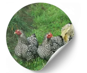 wyandotte chicken
