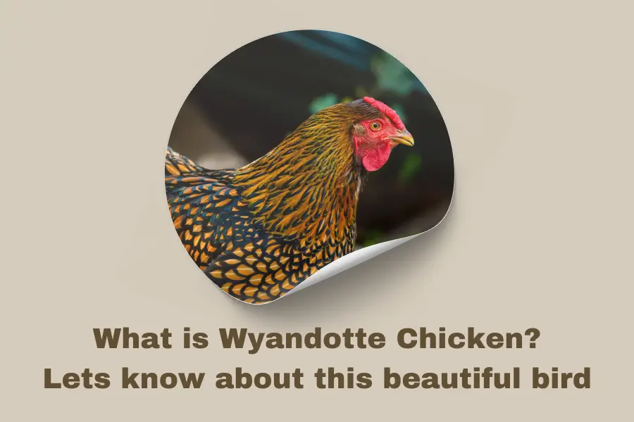 Wyandotte Chickens: History, Traits, and Why They’re Popular 2 wyandotte chicken in a circle frame