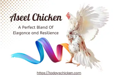 feature image for aseel chicken