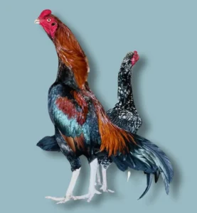 a pair of black aseel