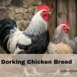 Dorking chicken breed rooster and hen standing in a rustic farm setting, showing five-toed feet and traditional English poultry characteristics