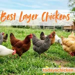 Mixed flock of the best layer chickens grazing on green pasture