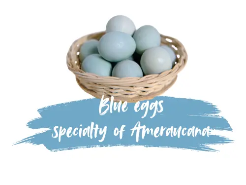 Basket filled with blue eggs laid by Ameraucana chickens