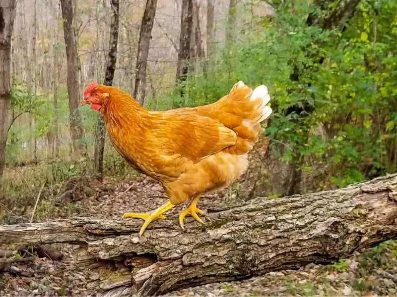 Golden comet hen walking carefully along a fallen mossy tree log in a wooded forest area.