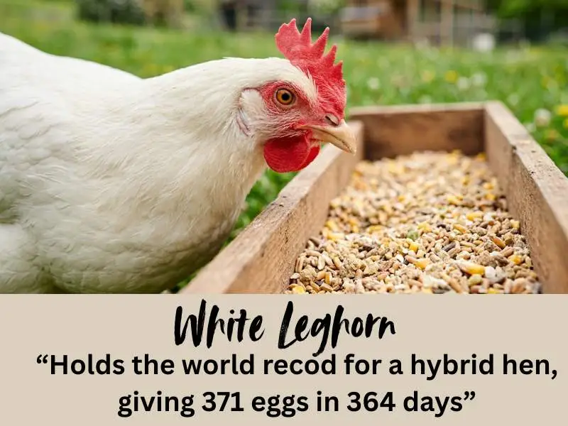 White Leghorn hen eating grain with text highlighting its record of laying 371 eggs in 364 days.