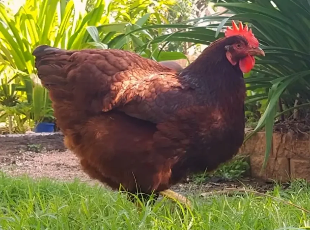 A Rhode Island Red chicken standing on green grass in a garden with lush foliage in the background.