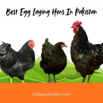 Three black egg-laying hens standing on a stylized green hill against a white background, featuring the title text "Best Egg Laying Hens In Pakistan."