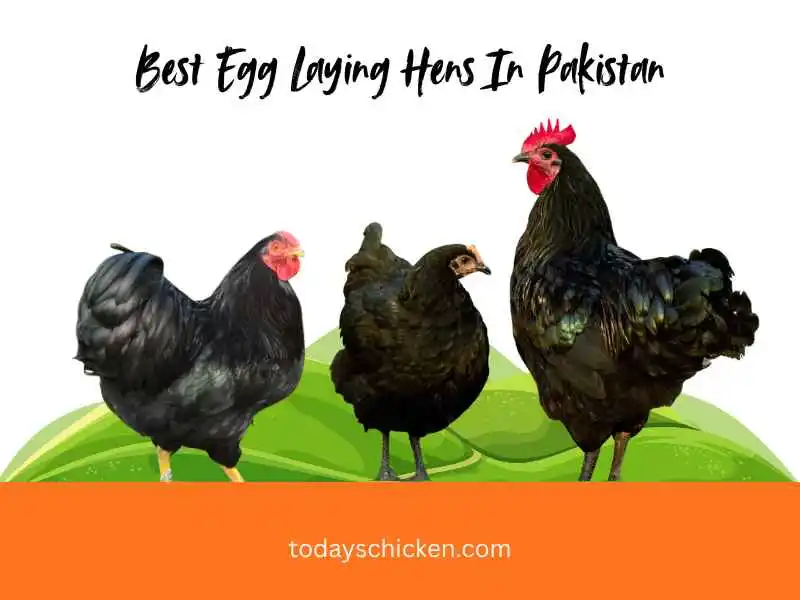 Best Egg Laying hens in Pakistan | Backyard & Farm Guide 1 Three black egg-laying hens standing on a stylized green hill against a white background, featuring the title text "Best Egg Laying Hens In Pakistan."