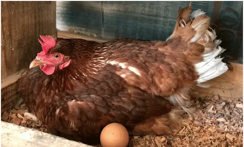 Best Egg Laying hens in Pakistan | Backyard & Farm Guide 8 Hy-Line Brown hen sitting on wood shavings beside a brown egg, top egg layer in Pakistan.