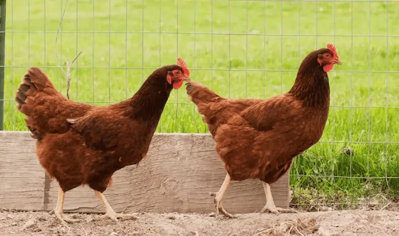 Best Egg Laying hens in Pakistan | Backyard & Farm Guide 1 Two dark brown Rhode Island Red hens walking together along a wire fence outdoors.