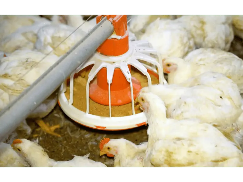 Young broiler chicks feeding from an automatic feeder on a poultry farm in Pakistan