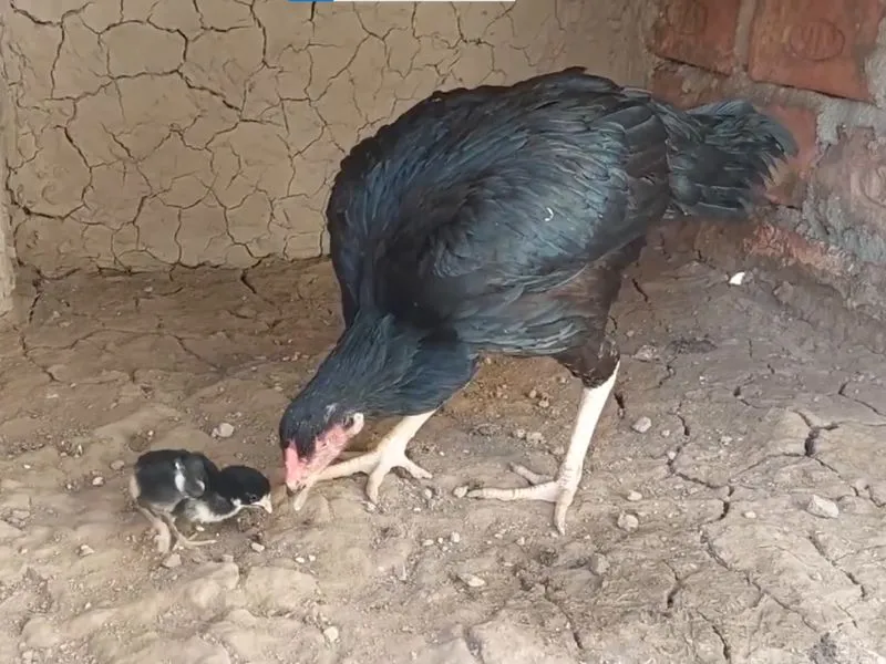 Best Egg Laying hens in Pakistan | Backyard & Farm Guide 11 A local Desi hen looking at her small black chick on dry cracked earth on a farm in Pakistan.