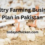 Poultry farming business plan in Pakistan — chicks in a commercial broiler shed