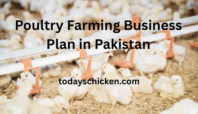 Poultry Farming Business Plan in Pakistan — What It Really Costs (2026) 1 Poultry farming business plan in Pakistan — chicks in a commercial broiler shed