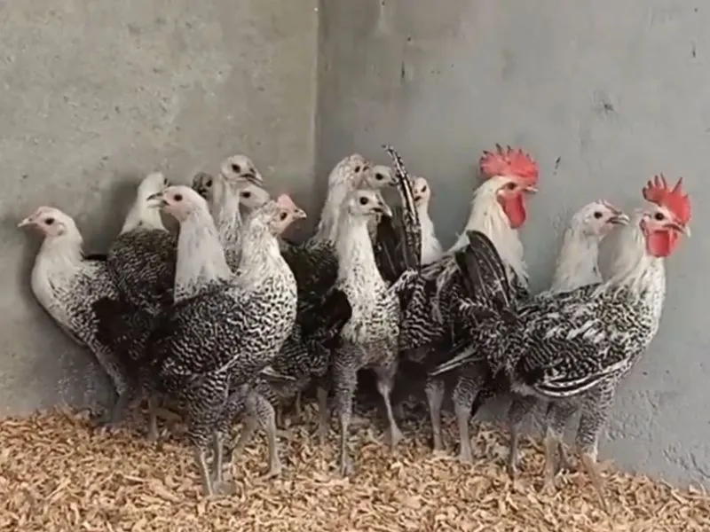 Best Egg Laying hens in Pakistan | Backyard & Farm Guide 4 Group of barred Fayoumi roosters and hens, among the best egg laying hens in Pakistan for heat resilience.