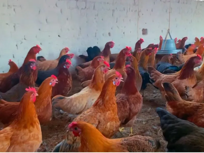 Best Egg Laying hens in Pakistan | Backyard & Farm Guide 3 Large flock of Golden Misri chickens feeding together inside a farm shed on todayschicken.com.