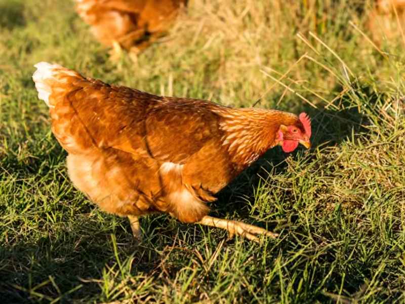 Best Egg Laying hens in Pakistan | Backyard & Farm Guide 5 ISA Brown hen walking on green grass, one of the best egg laying hens in Pakistan for home coops.