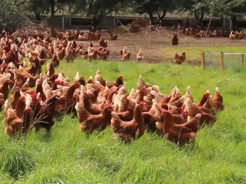 Best Egg Laying hens in Pakistan | Backyard & Farm Guide 6 Large flock of brown Lohmann Brown hens grazing in a green open pasture field.