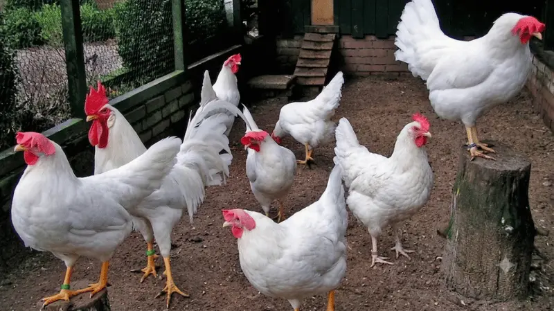 Best Egg Laying hens in Pakistan | Backyard & Farm Guide 2 White Leghorn roosters and hens standing on soil in a farm coop with bright red combs.