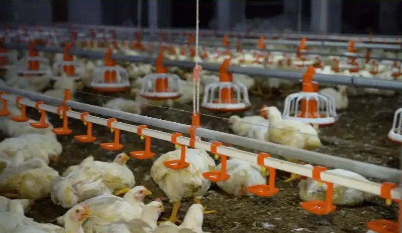 Rows of automatic feeder and drinker lines with broiler chickens in a Pakistani poultry farm
