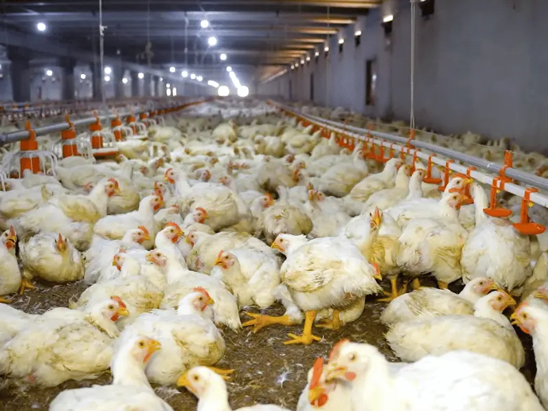 Dense flock of broiler chickens in a commercial poultry shed with feeder and drinker lines