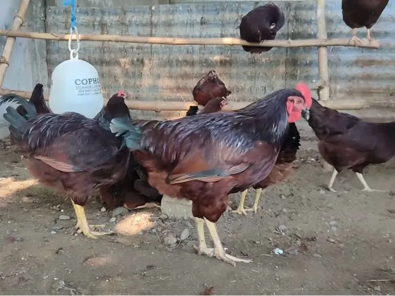 Best Egg Laying hens in Pakistan | Backyard & Farm Guide 9 Deep red Rhode Island Red roosters standing near a drinker inside a sandy farm yard.