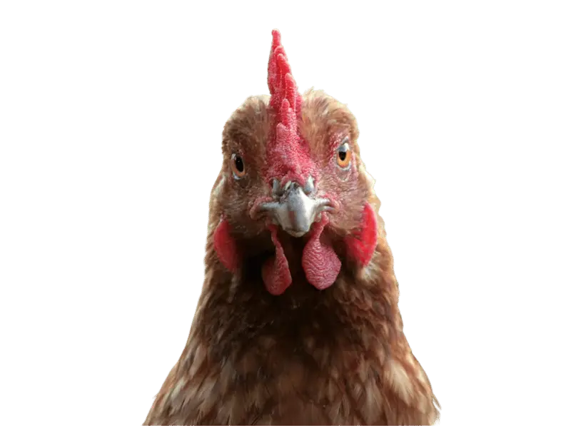Close-up portrait of a brown egg-laying hen on a transparent background