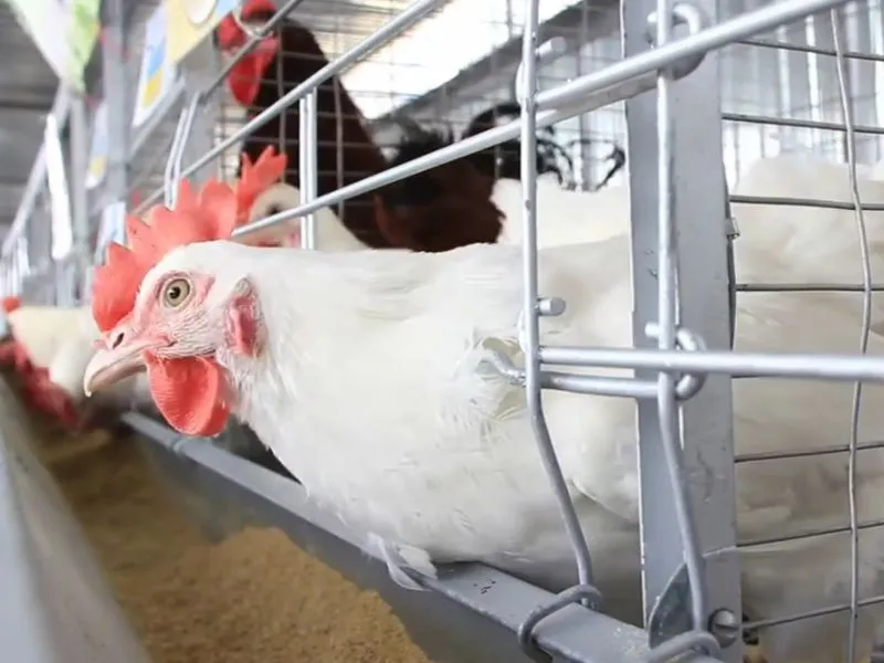 Best Egg Laying hens in Pakistan | Backyard & Farm Guide 7 White Leghorn hen, top best egg laying hens in Pakistan, looking out from a metal battery cage.