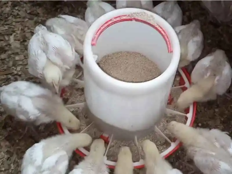 Broiler Chicken Feed Guide: Full Feeding Schedule & Chart 2 Young broiler chicks eating starter feed from a round plastic chick feeder.