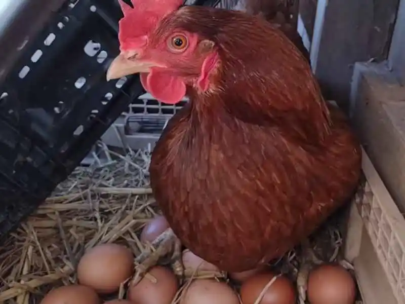 How to start layers chicken farming at home in 2026 3 Broody isa brown