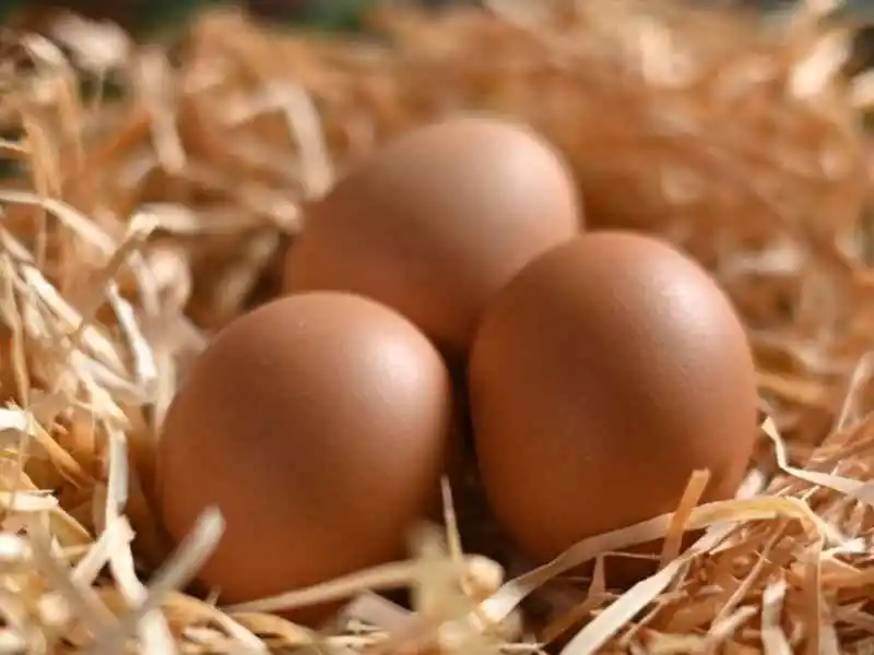 ISA Brown Hen: Complete Guide to Care, Eggs & Temperament 3 Isa brown eggs