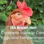 ISA Brown hen head closeup with bright red comb in green garden