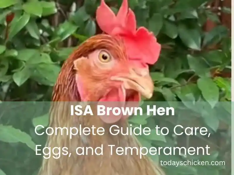 ISA Brown Hen: Complete Guide to Care, Eggs & Temperament 1 ISA Brown hen head closeup with bright red comb in green garden