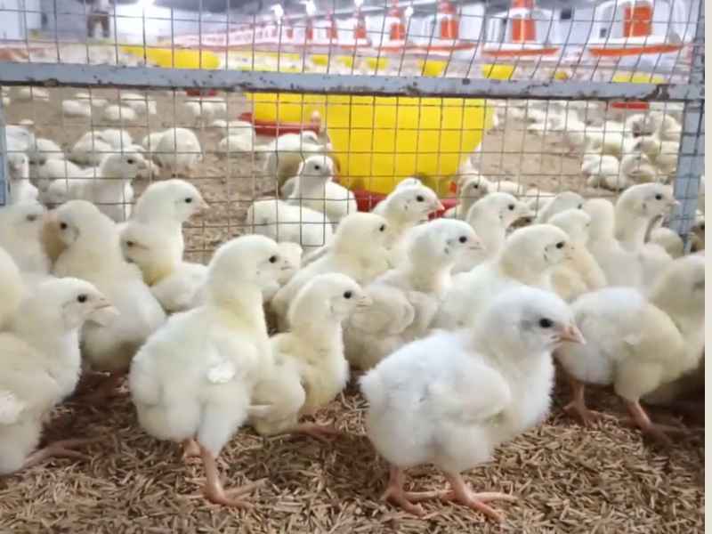 Vaccination Schedule for Broiler Chickens | Today's Chicken 2 chicks vaccination