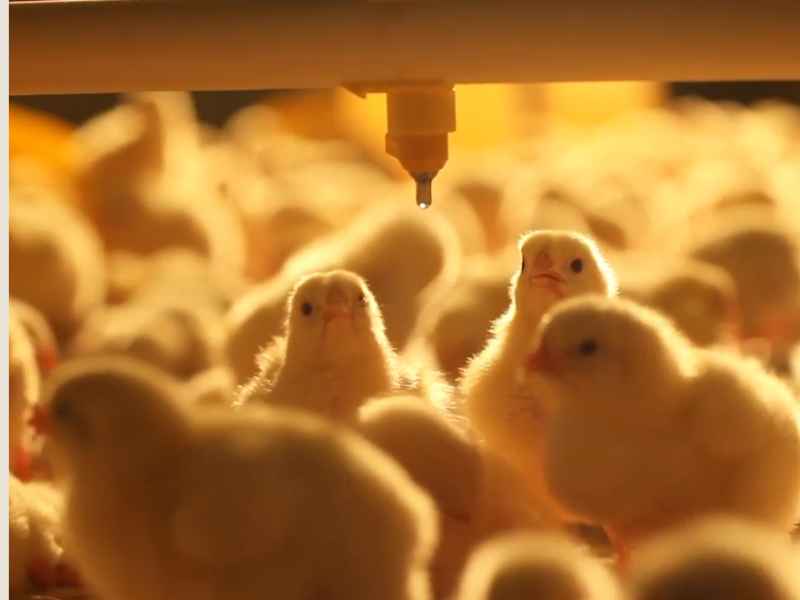 Vaccination Schedule for Broiler Chickens | Today's Chicken 3 drinkingwater vaccination