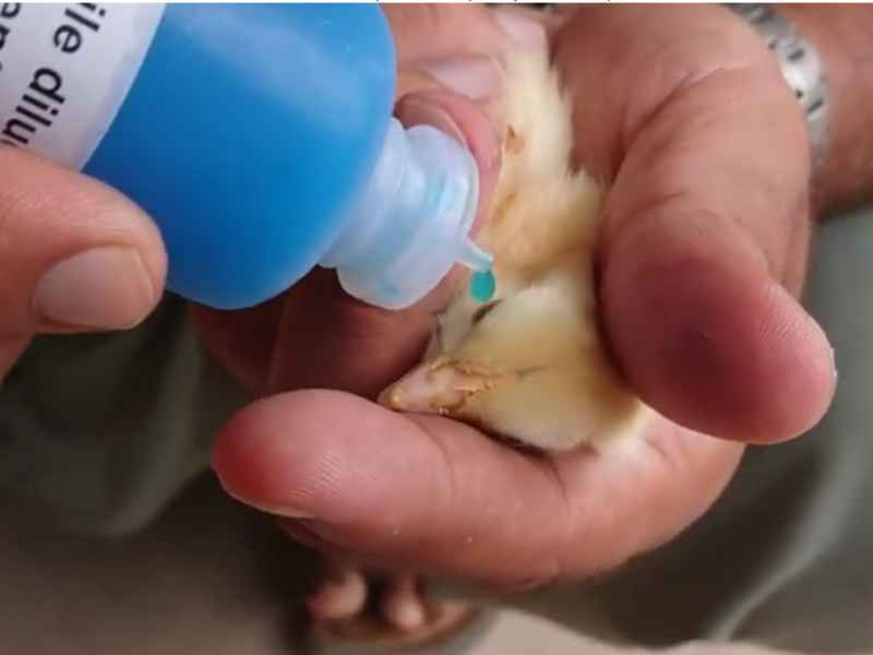 Vaccination Schedule for Broiler Chickens | Today's Chicken 5 eyedrops vaccination chicks