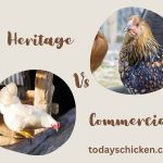 Split graphic featuring a white commercial hen and a heritage golden patterned hen labeled Heritage Vs Commercial chicken breeds.