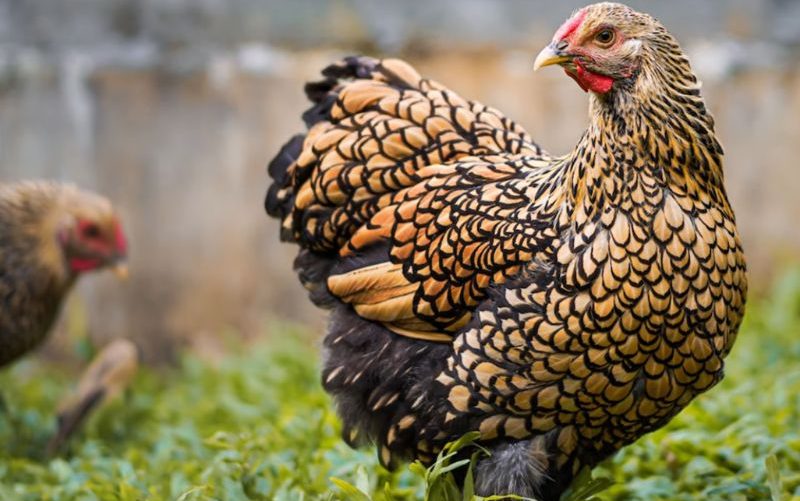 Heritage vs Commercial Chicken Breeds: Which Is Best for You? 4 A detailed profile view of a Gold Laced Wyandotte chicken displaying distinct golden feathers with black laced borders while foraging in a grassy yard.