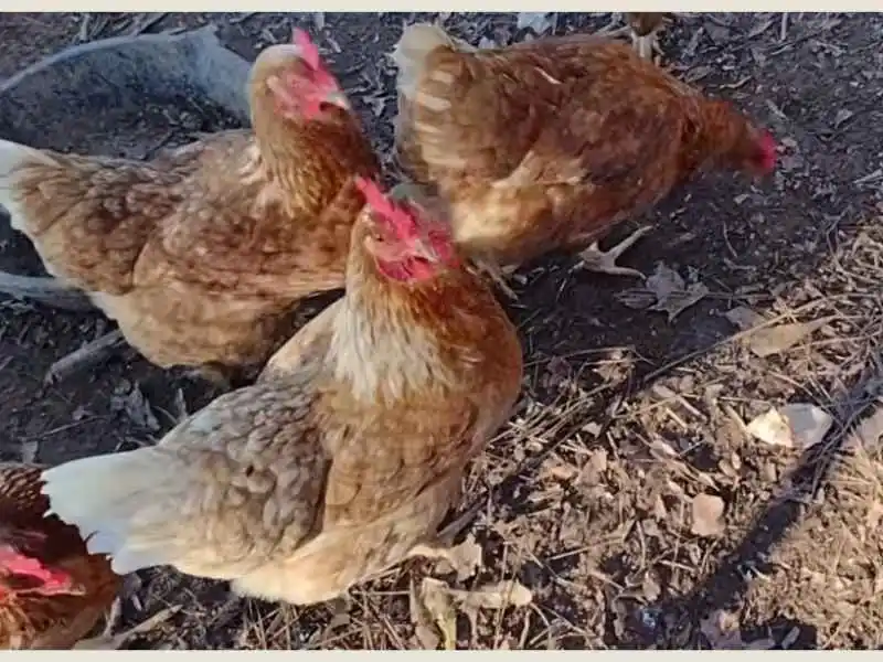 ISA Brown Hen: Complete Guide to Care, Eggs & Temperament 2 three ISA Brown hens foraging together in a dirt poultry yard