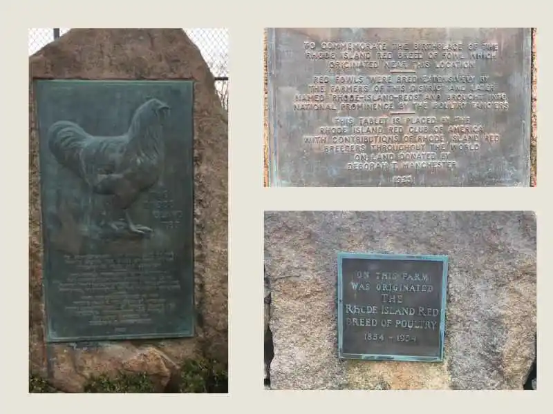 Historic bronze plaque monument commemorating the birthplace of the Rhode Island Red chicken breed.