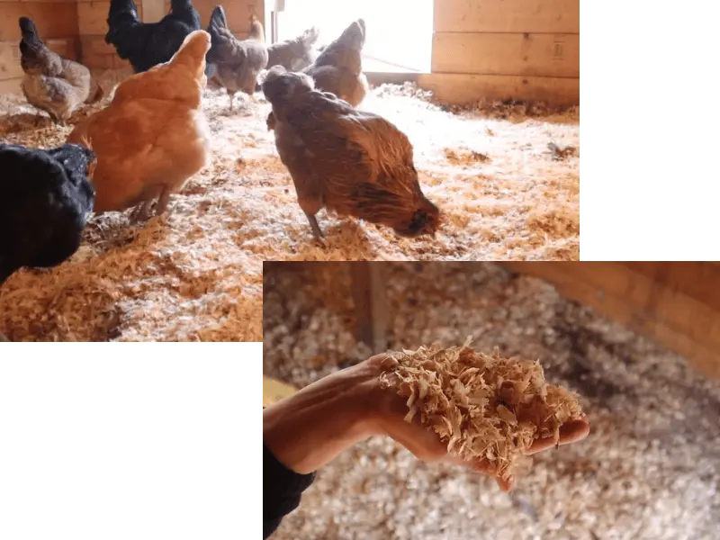 Flock of chickens scratching and foraging in a deep litter bedding system