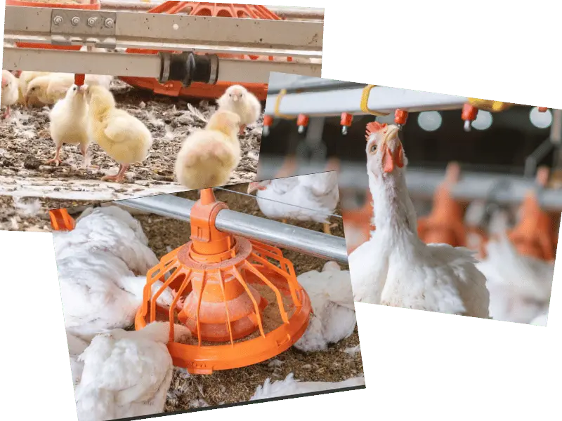 Collage showing nipple drinker lines and pan feeding equipment meeting chicken housing requirements for chicks and mature hens.