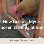 A layer hen stepping out of a wooden chicken coop door with text reading how to start layer chicken farming at home.