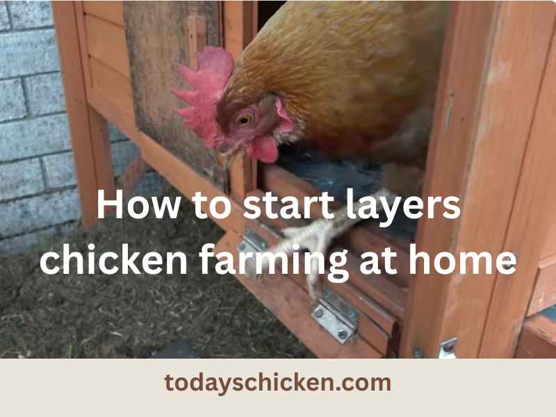 How to start layers chicken farming at home in 2026 1 A layer hen stepping out of a wooden chicken coop door with text reading how to start layer chicken farming at home.