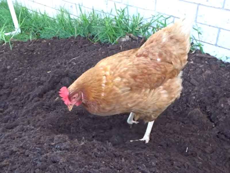 How to start layers chicken farming at home in 2026 2 A brown layer hen foraging in rich dark soil in a backyard garden setting.