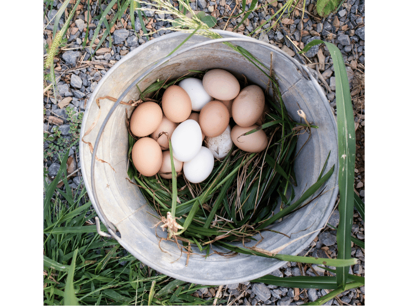 How to start layers chicken farming at home in 2026 4 A metal bucket filled with freshly collected brown and white layer chicken eggs on green grass and straw.