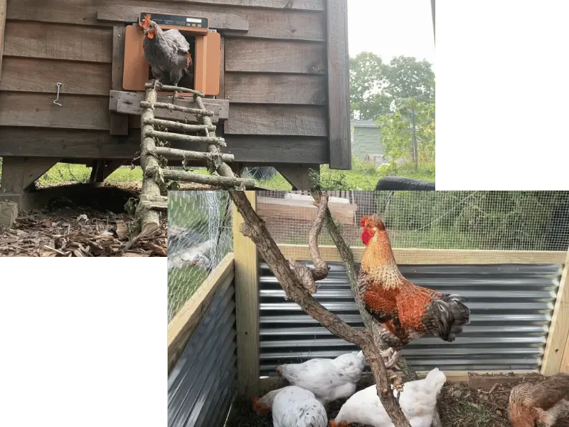 Close-up collage of elevated perches and coop entrance ramps essential for chicken housing requirements.