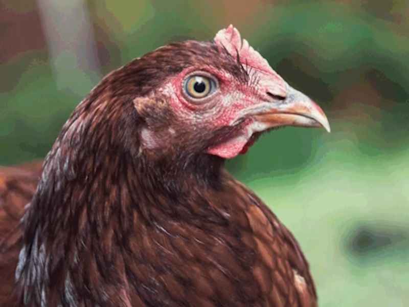 Side profile headshot of a female Rhode Island Red chicken with dark mahogany feathers