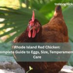 Rhode Island Red chicken guide banner featuring eggs, size, temperament, and care tips
