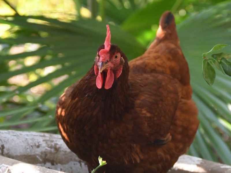 Rhode Island Red hen standing in a backyard coop area with green leaves in the background